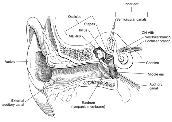 Structure of the Ear Structures of the ear